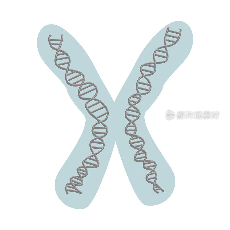 为生物体携带特定信息的遗传物质(DNA)浓缩在染色体分子中。