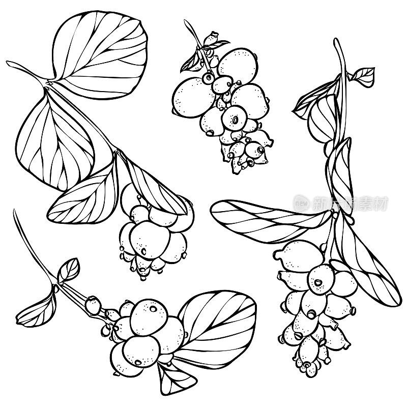 白浆果或Symphoricarpos。一组带有浆果和树叶的树枝。手绘矢量插图。