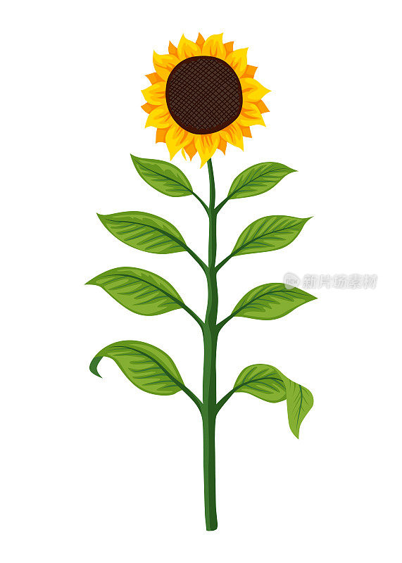 向日葵生长阶段，植株成熟。农业植物发展。收获动画进程阶段