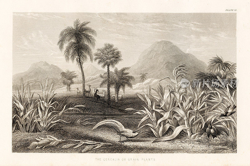 谷物或谷物植物雕刻插图1857