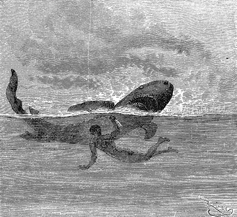 一个人在水里和一条蓝鲨搏斗