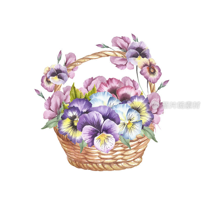 篮子三色紫罗兰。手绘水彩插图。