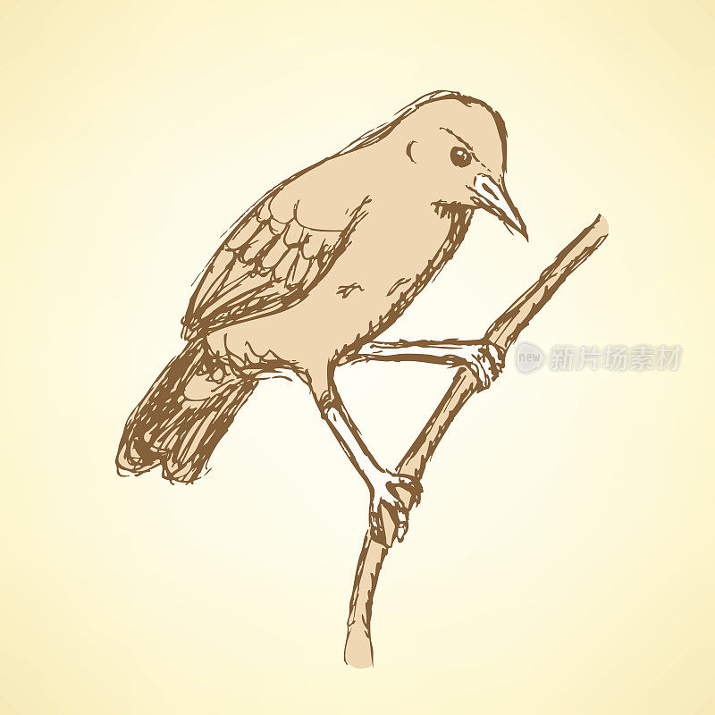素描红褐色hornero鸟在复古风格