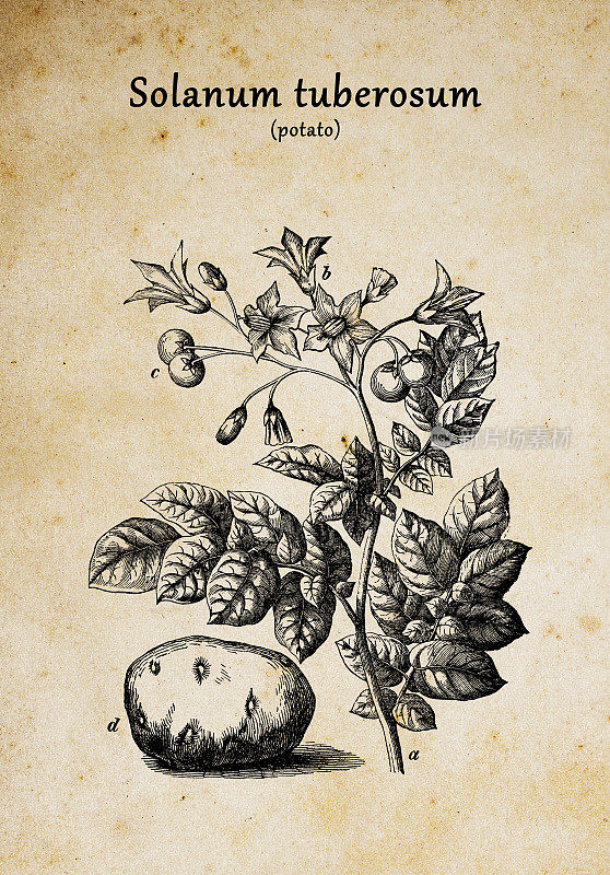 植物学植物仿古雕刻插图:茄(马铃薯)