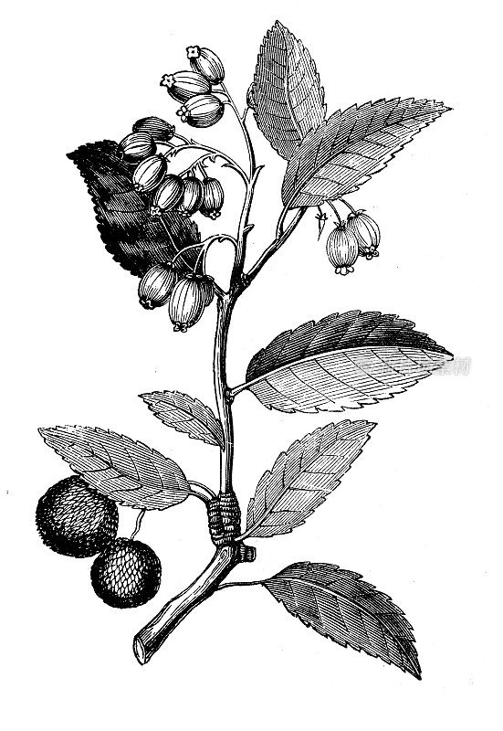 古植物学插图:杨梅，草莓树