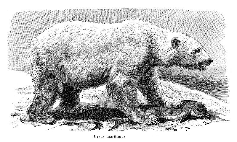 北极熊捕猎小海豚1896