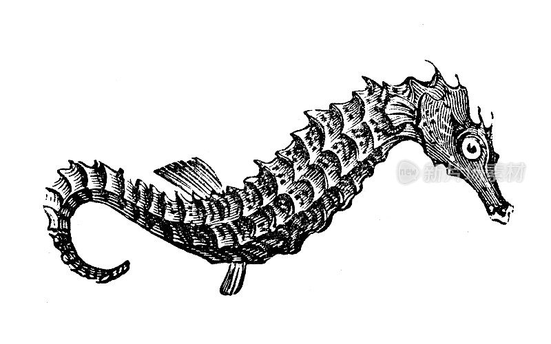 古董海洋动物雕刻插图:海马