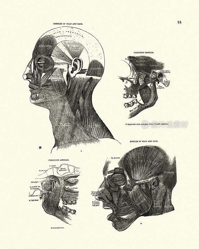 人体解剖学，肌肉，头部和面部，维多利亚解剖学绘画