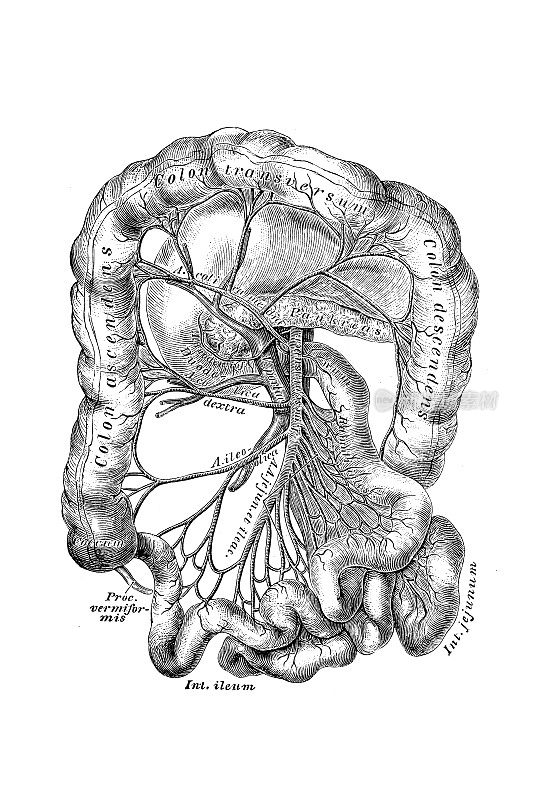 肠系膜上动脉