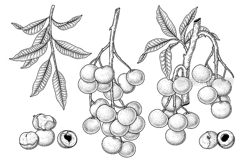 龙眼水果手绘元素植物插画