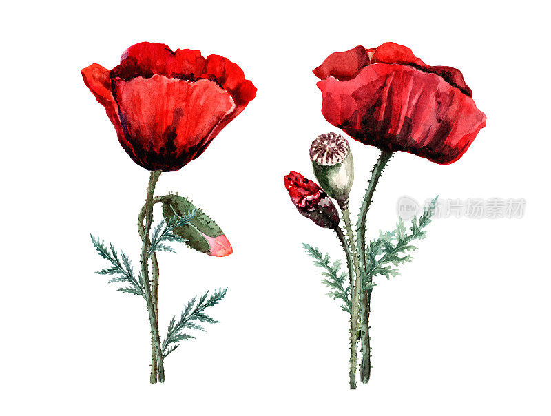 两朵带芽的深红色罂粟花和一颗长在带有绿叶的茎上的种子。手绘水彩画在白色的背景。