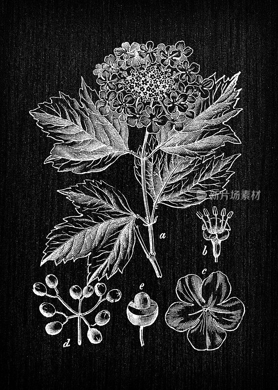 植物学植物仿古雕刻插图:荚蒾(guelder-rose)