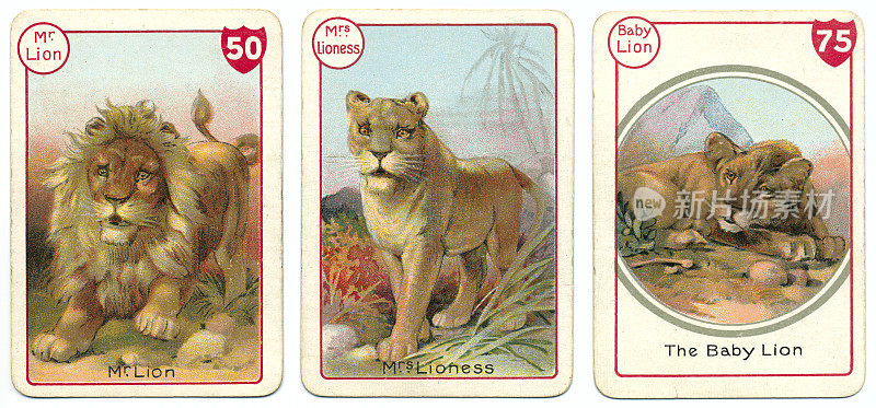 三狮打牌是维多利亚时代动物家庭游戏