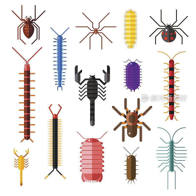 蜘蛛和蝎子危险昆虫动物载体卡通平面插图