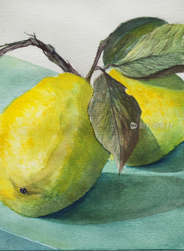 成熟Lemons-watercolor