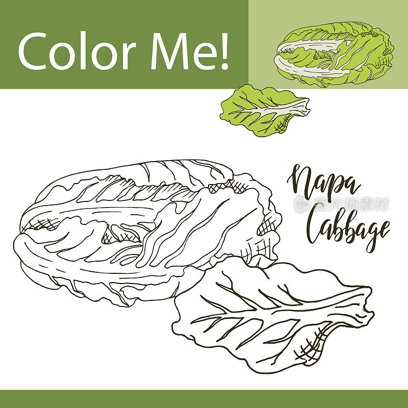 教育用蔬菜着色页。手绘白菜矢量图