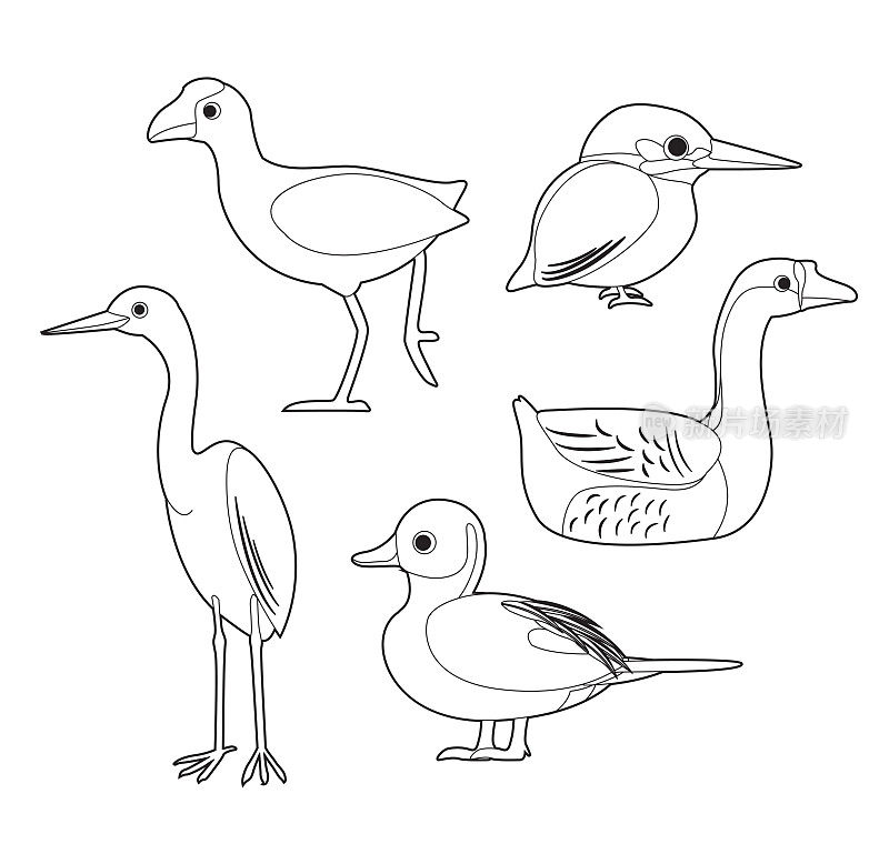 非洲鸟类着色书松鸡，白鹭，鸭鹅翠鸟卡通向量集