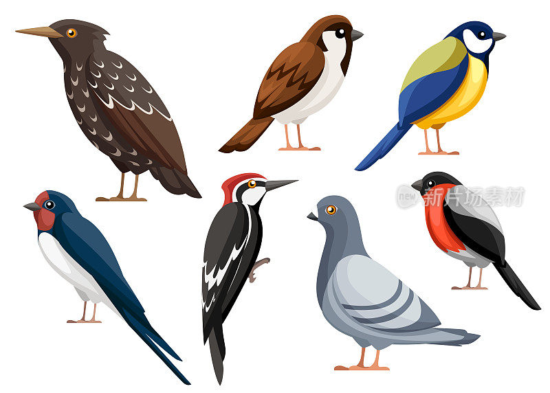 色彩斑斓的鸟收集。鸽子，麻雀，山雀，燕子，啄木鸟，椋鸟，红腹灰雀。平鸟图标。矢量插图孤立在白色背景