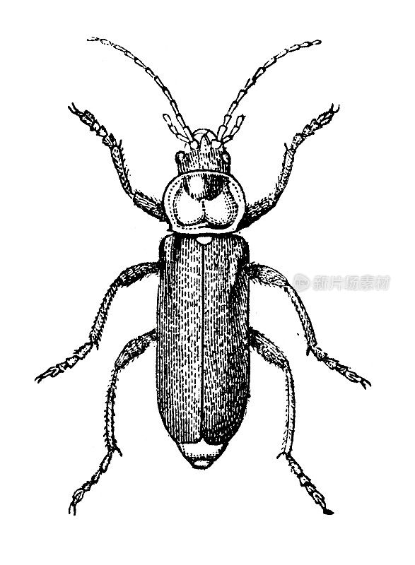 布朗soft-beetle