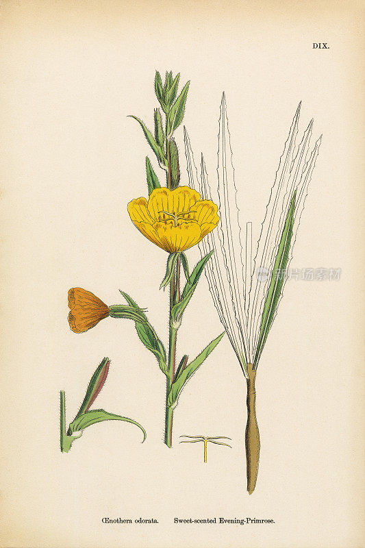 香夜报春花，葡萄酒，维多利亚植物学插图，1863年