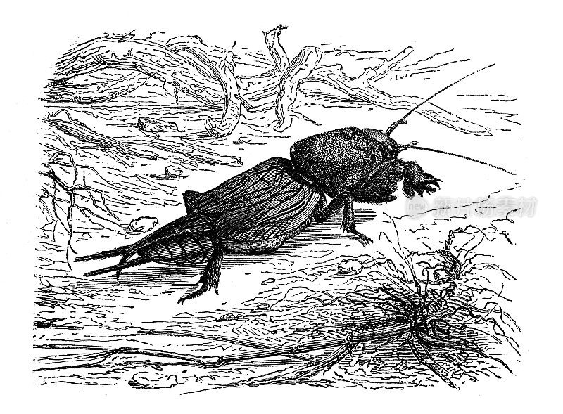 古玩动物插图:蟋蟀、欧洲鼹鼠蟋蟀