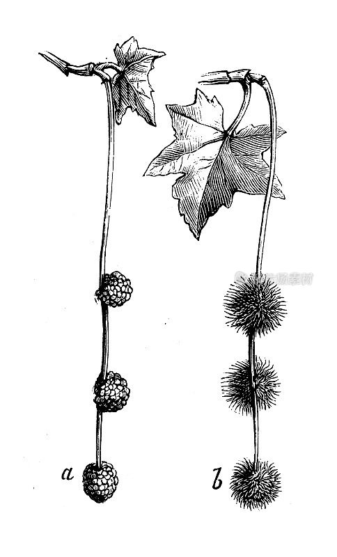 古植物学插图:西洋悬铃木，美国梧桐树，美国星系树，西洋梧桐树