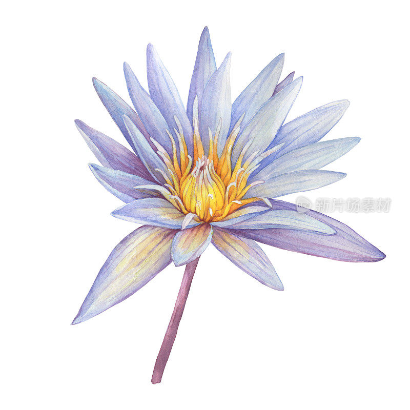 印度的蓝花圣莲象征(睡莲)。水彩手绘插图孤立的白色背景。