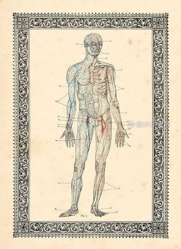 血液循环人体解剖图1896年