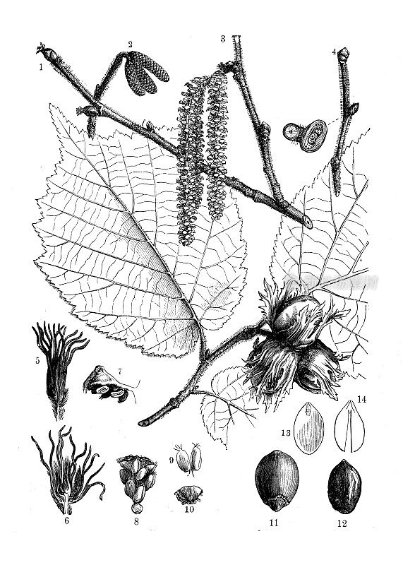 古代植物学插图:榛木