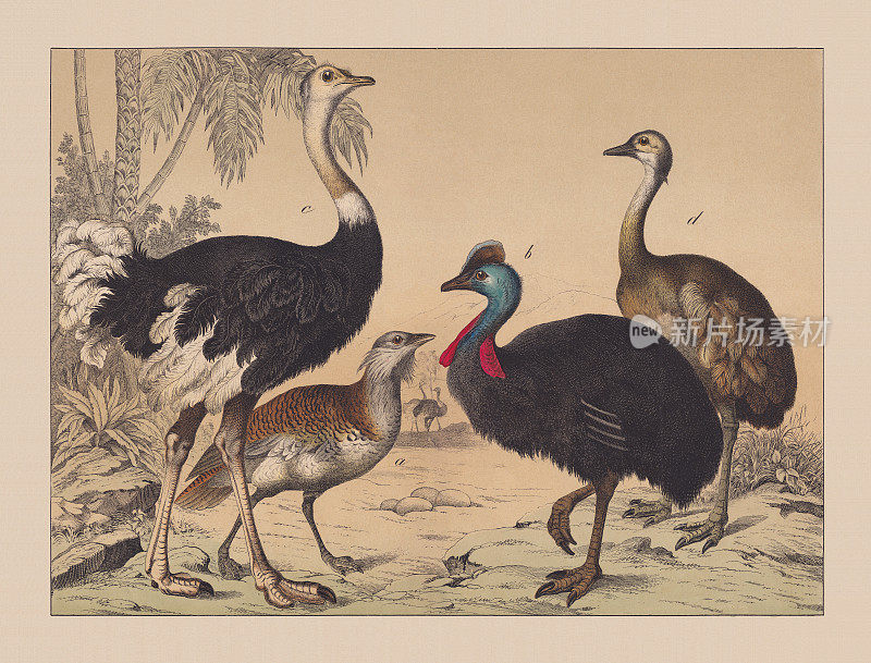 不会飞的鸟(Struthionidae)，手工彩色版，1882年出版