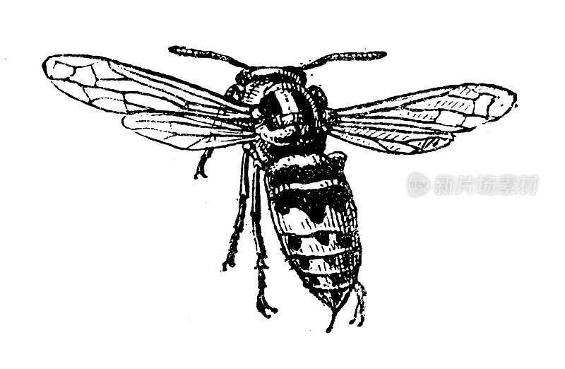 古董插图:大黄蜂