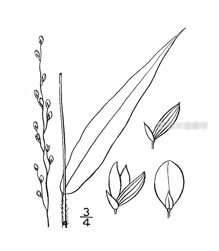 古植物学植物插图:苍芍、纤细的苍芍
