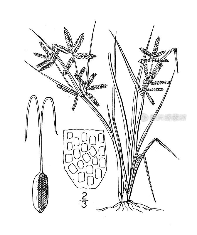 古植物学植物插图:香附、亮香附