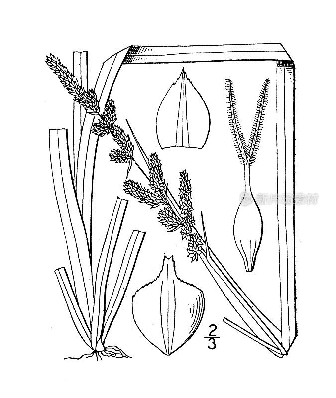 古植物学植物插图:苔草，大型圆锥莎草