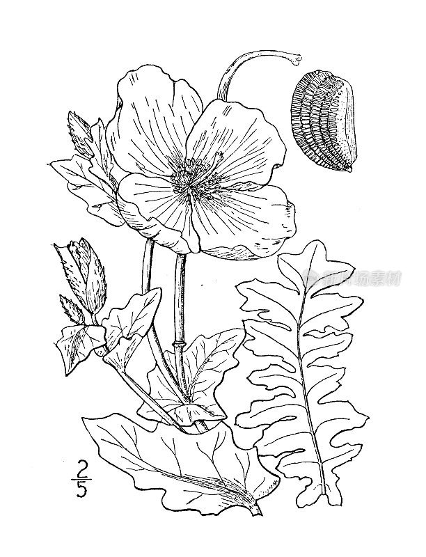 古植物学植物插图:罂粟，海罂粟，黄角罂粟