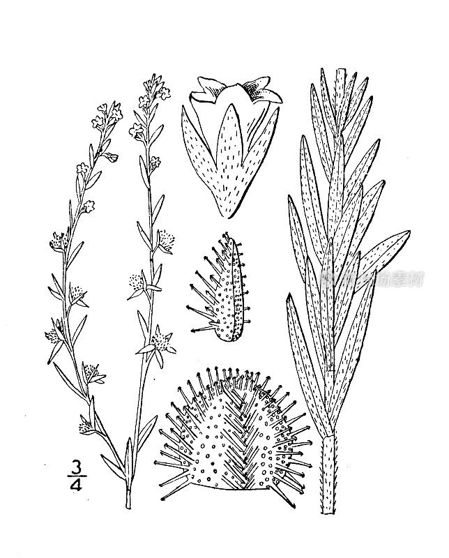 古植物学植物插图:拉普兰拉普兰，欧洲粘种子，Burseed