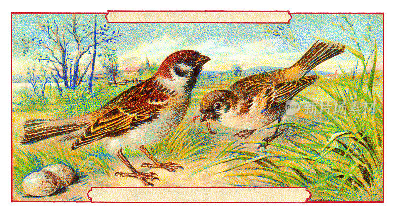 树麻雀夫妇与鸡蛋新艺术插图1899年