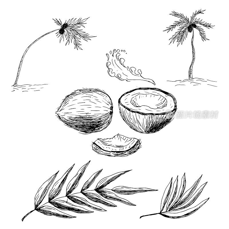 椰子坚果，椰子，棕榈叶。