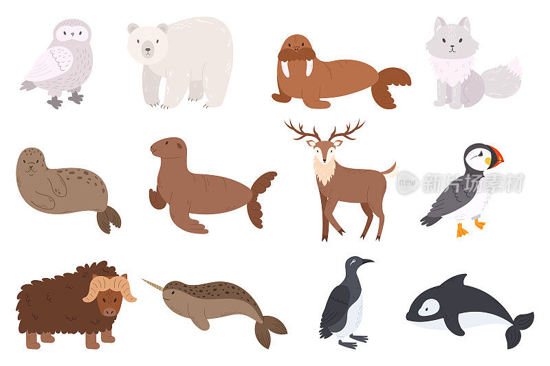 一套北极动物猫头鹰，北极熊，海象，北极狐和海豹或海狮。驯鹿，大西洋海雀或海鹦鹉
