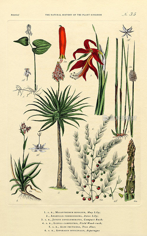 植物王国的历史，维多利亚植物插图，35版，大约1853年