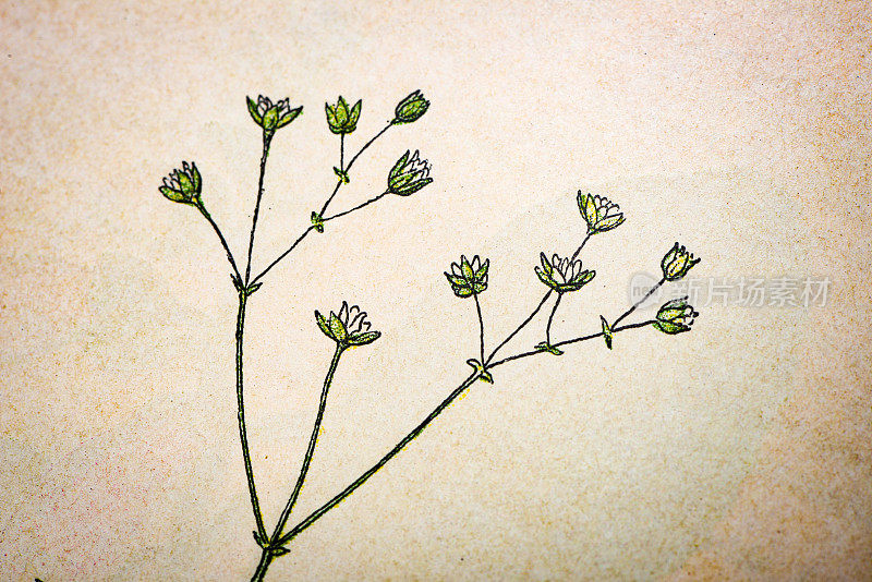 古色古香的植物学插图:玉米，小穗草