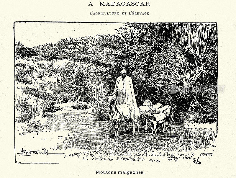 马达加斯加的农业，牧羊人和他的羊，1899年，19世纪