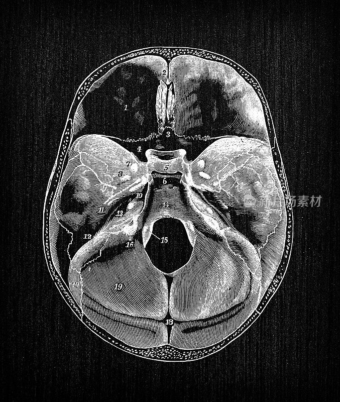 人体解剖学古董插图:头骨