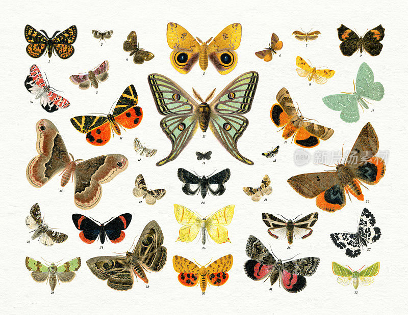 蝴蝶与蛾子插图集1898年