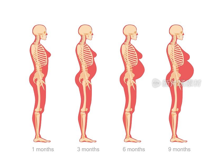 孕妇腹部肿大的阶段。女性角色解剖骨骼结构