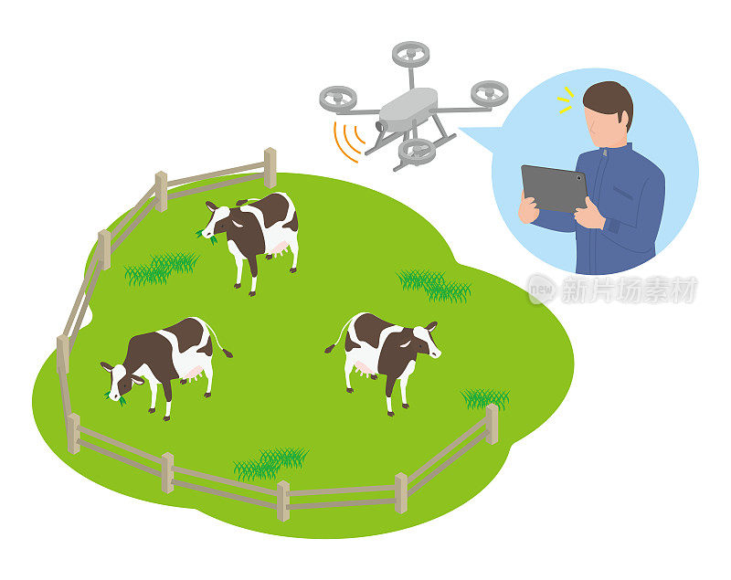 无人机和人监控牧场上的牲畜(牛)