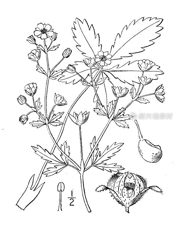 古植物学植物插图:翻白草、梅花