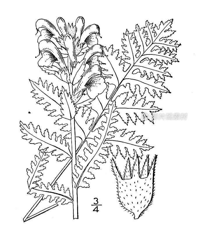 古植物学植物插图:Furbishiae马先蒿，Furbishiae小姐的马先蒿