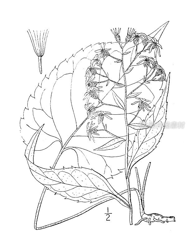 古植物学植物插图:紫菀曲线，圆顶紫菀