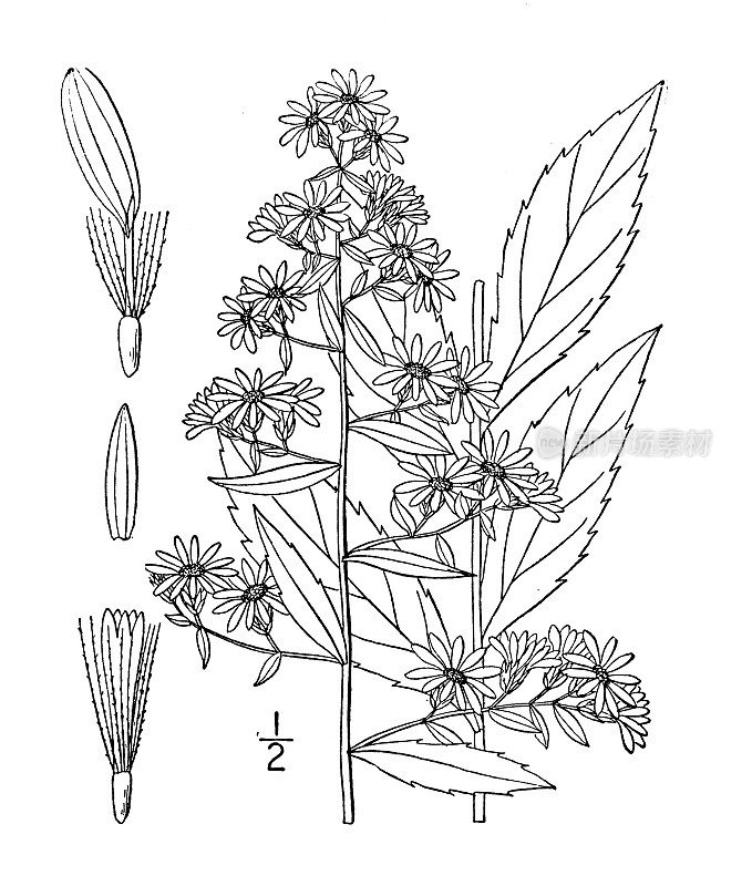 古植物学植物插图:紫菀、紫菀、紫菀